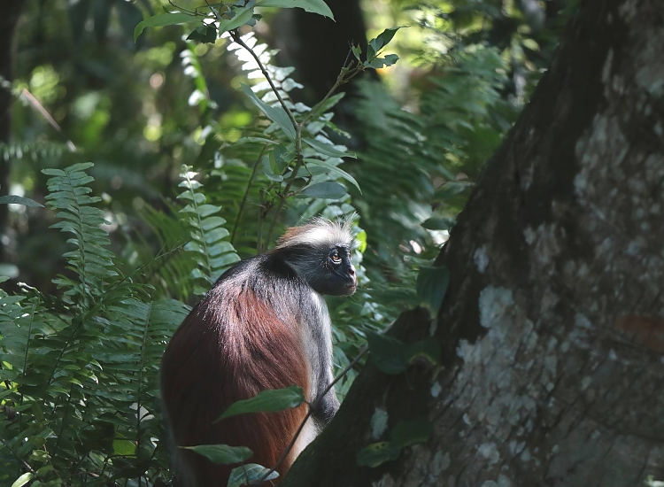 Red colobus monkey